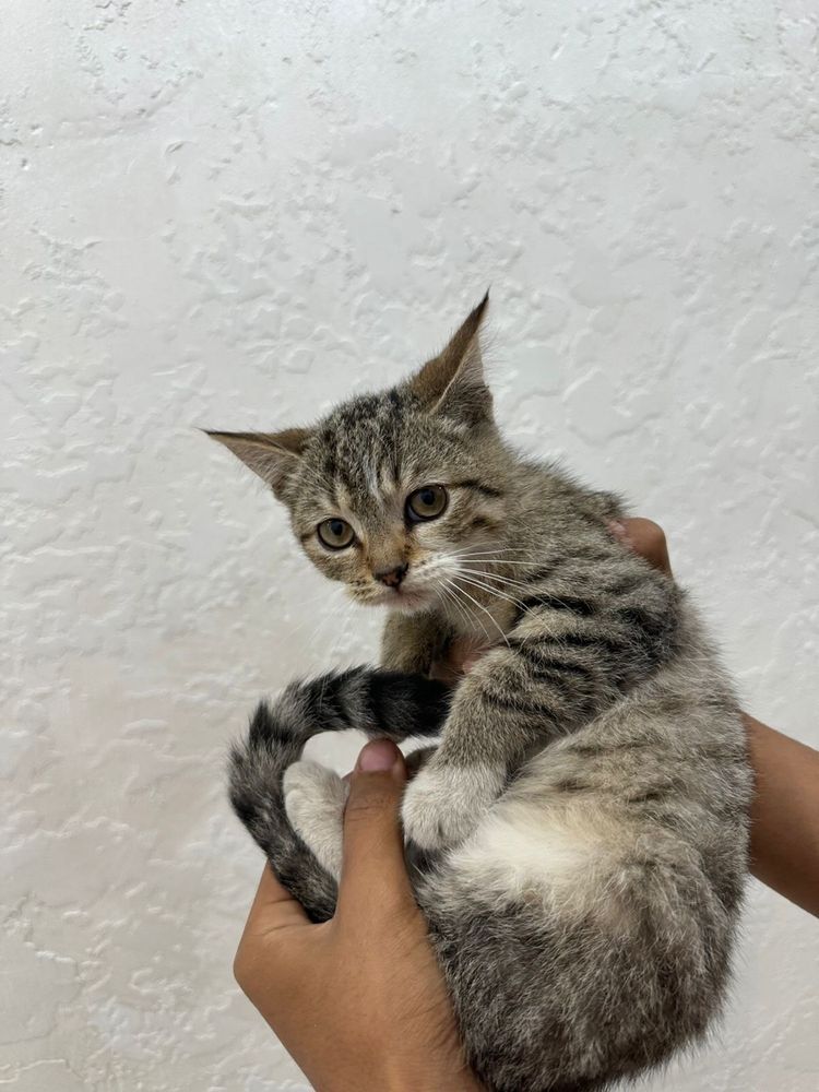 Отдадим бесплатно котят в хорошие руки.