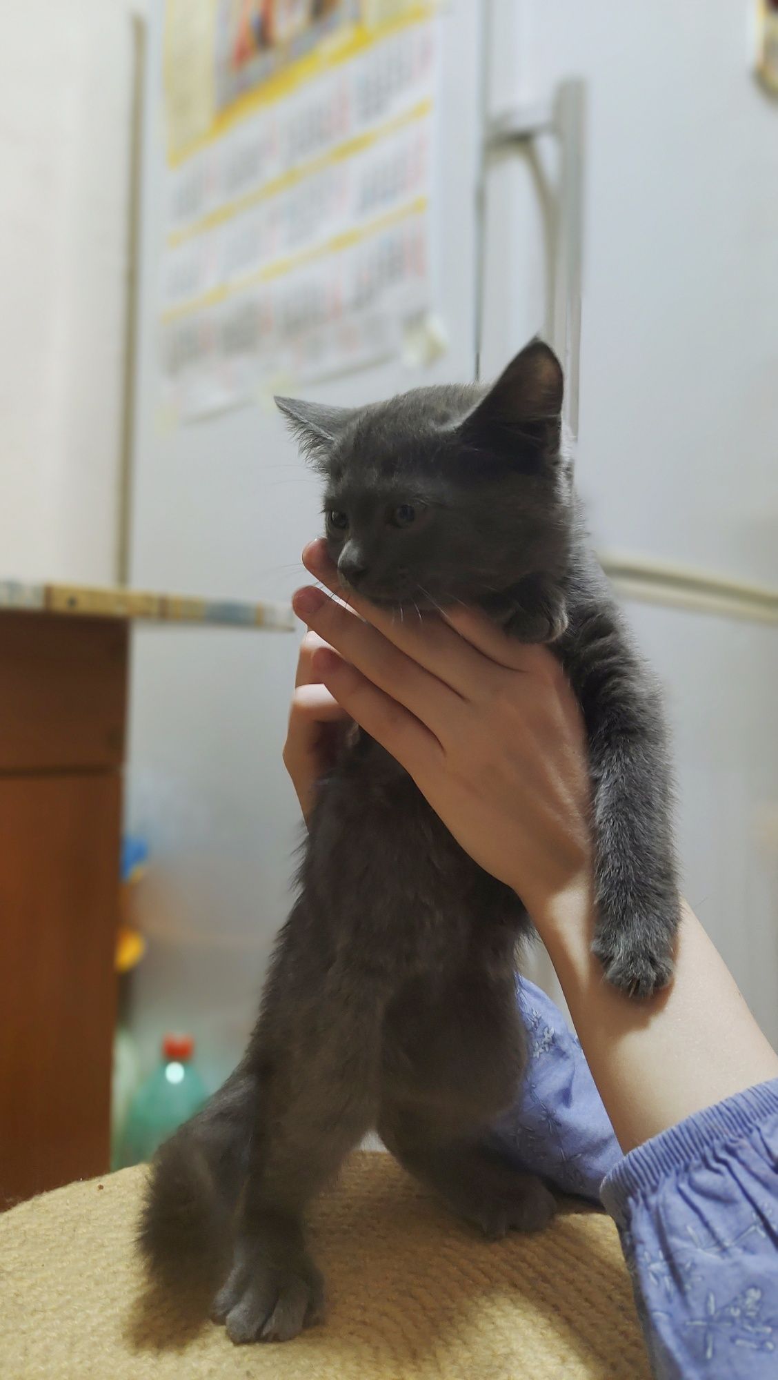Отдам котёнка в добрые руки