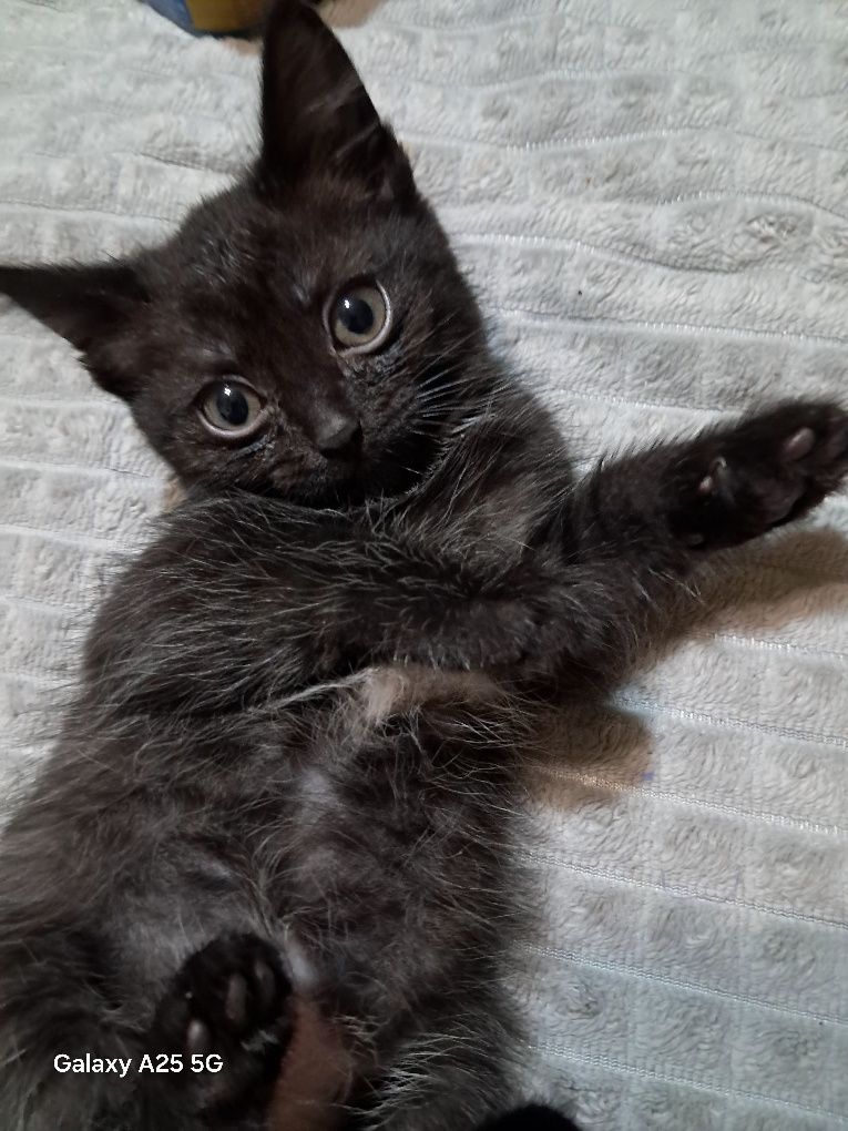 Отдам котят в добрые руки.