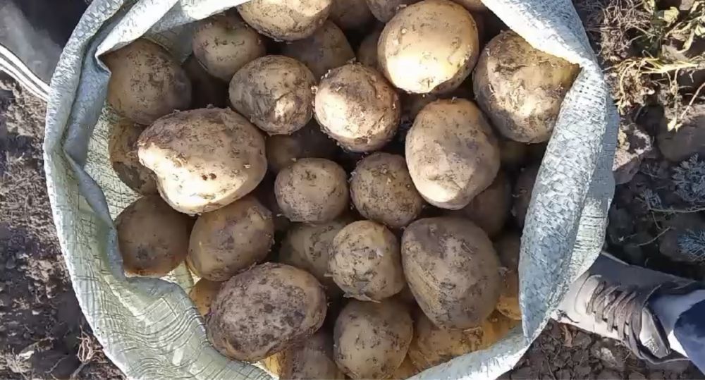 Продам картошку сорта гала и коломбо