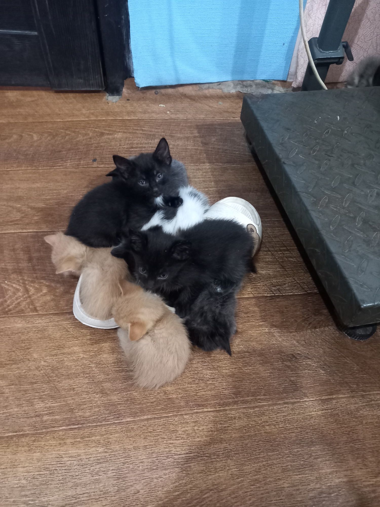 Отдам котят  милых