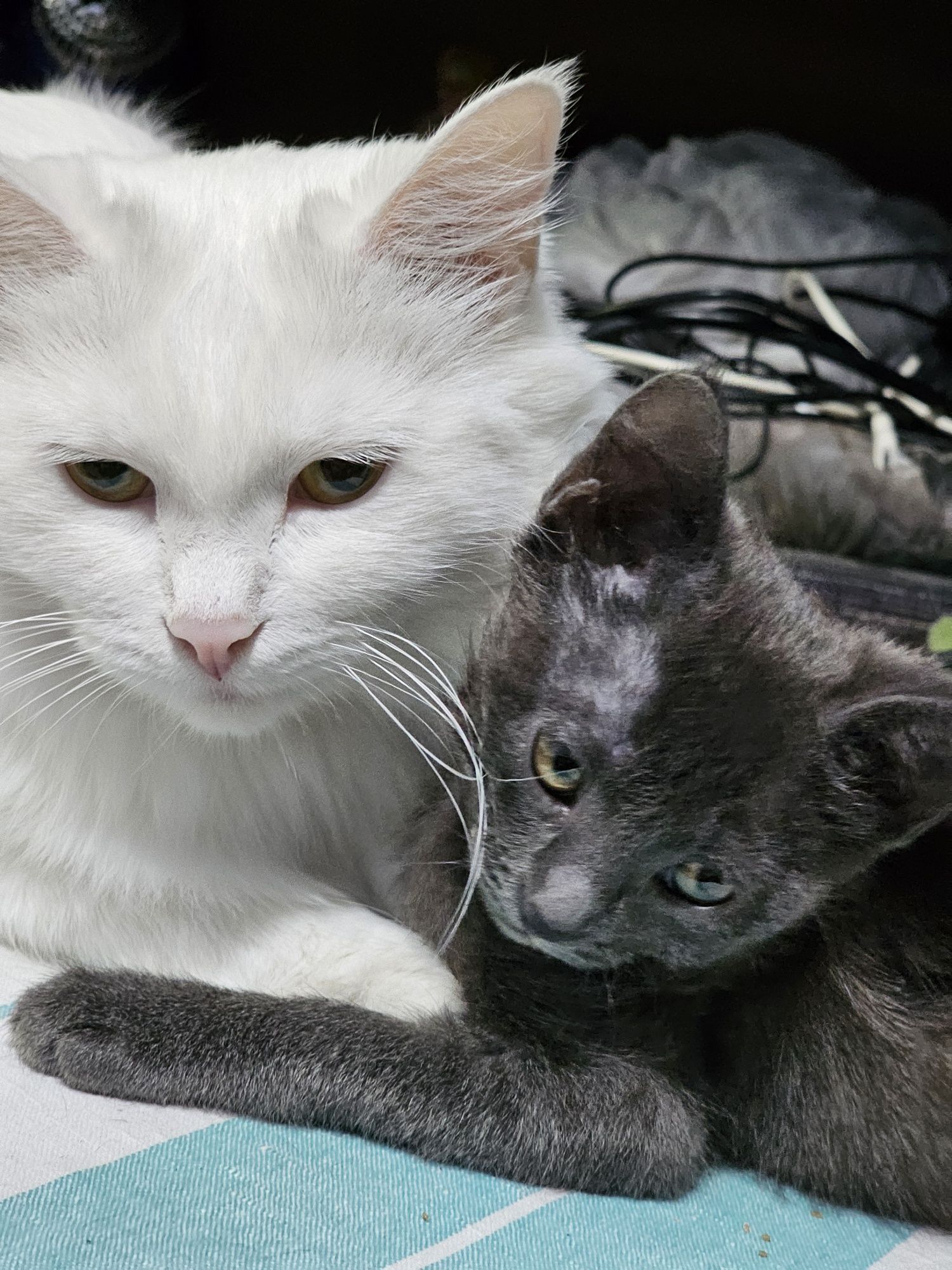 Отдаётся серая девочка котёнок