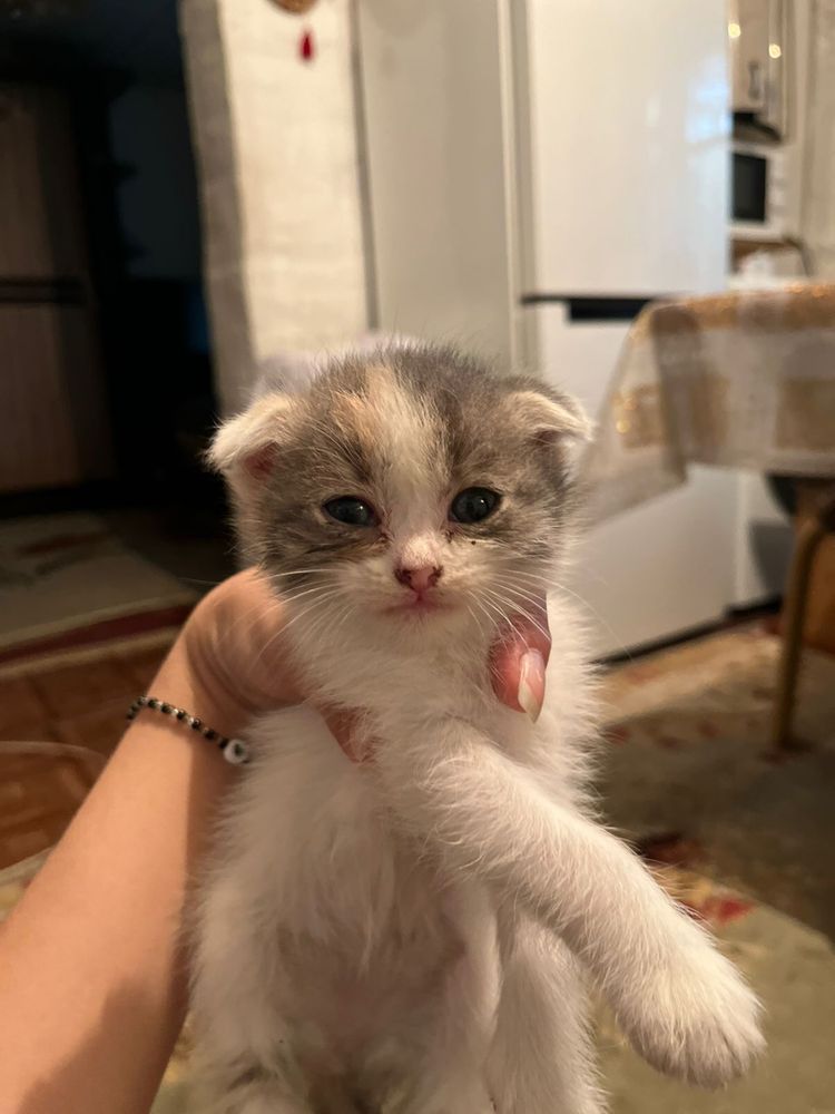 Котята бесплатно