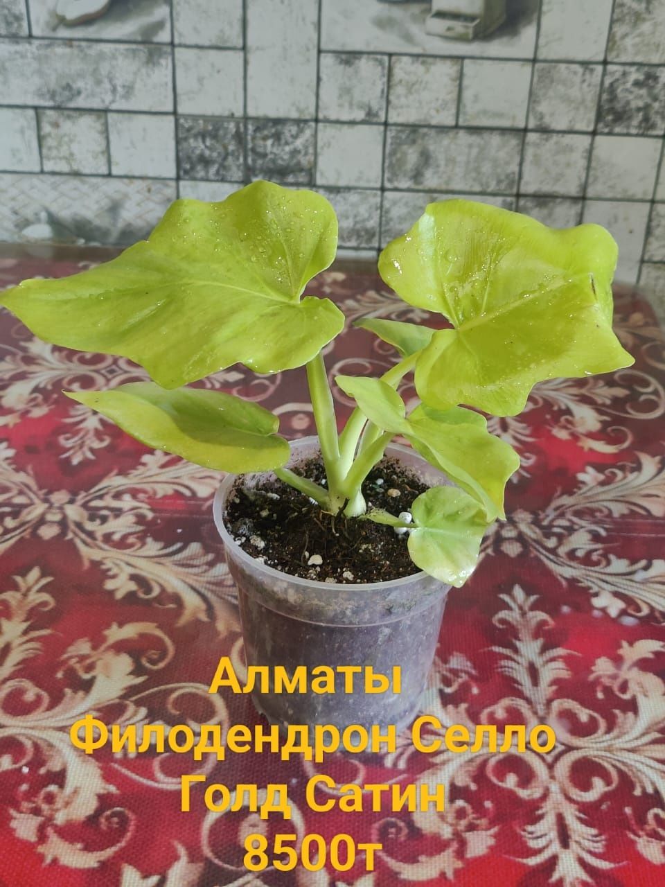 Продам комнотные растения