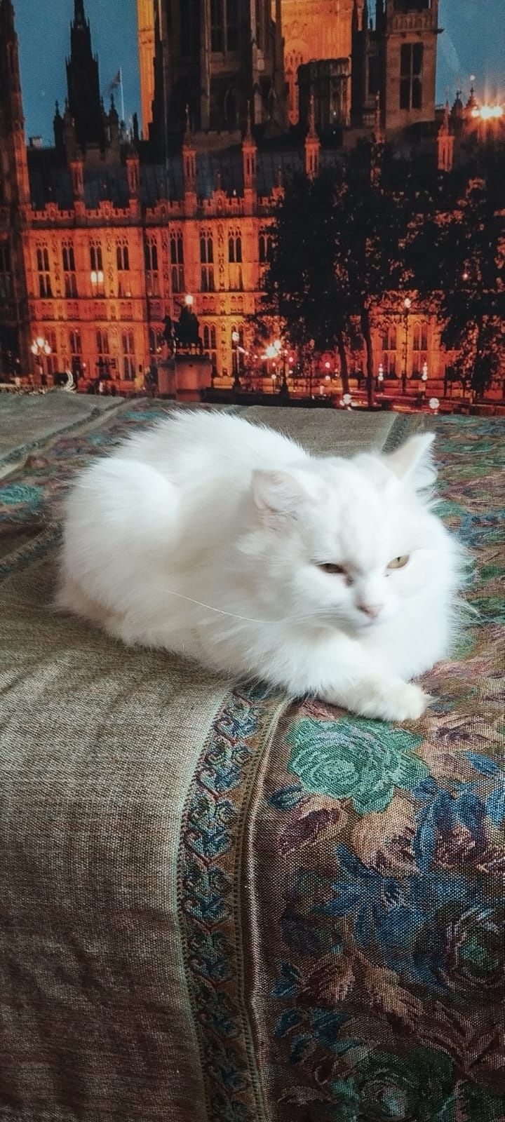 Кошка кошка кошка