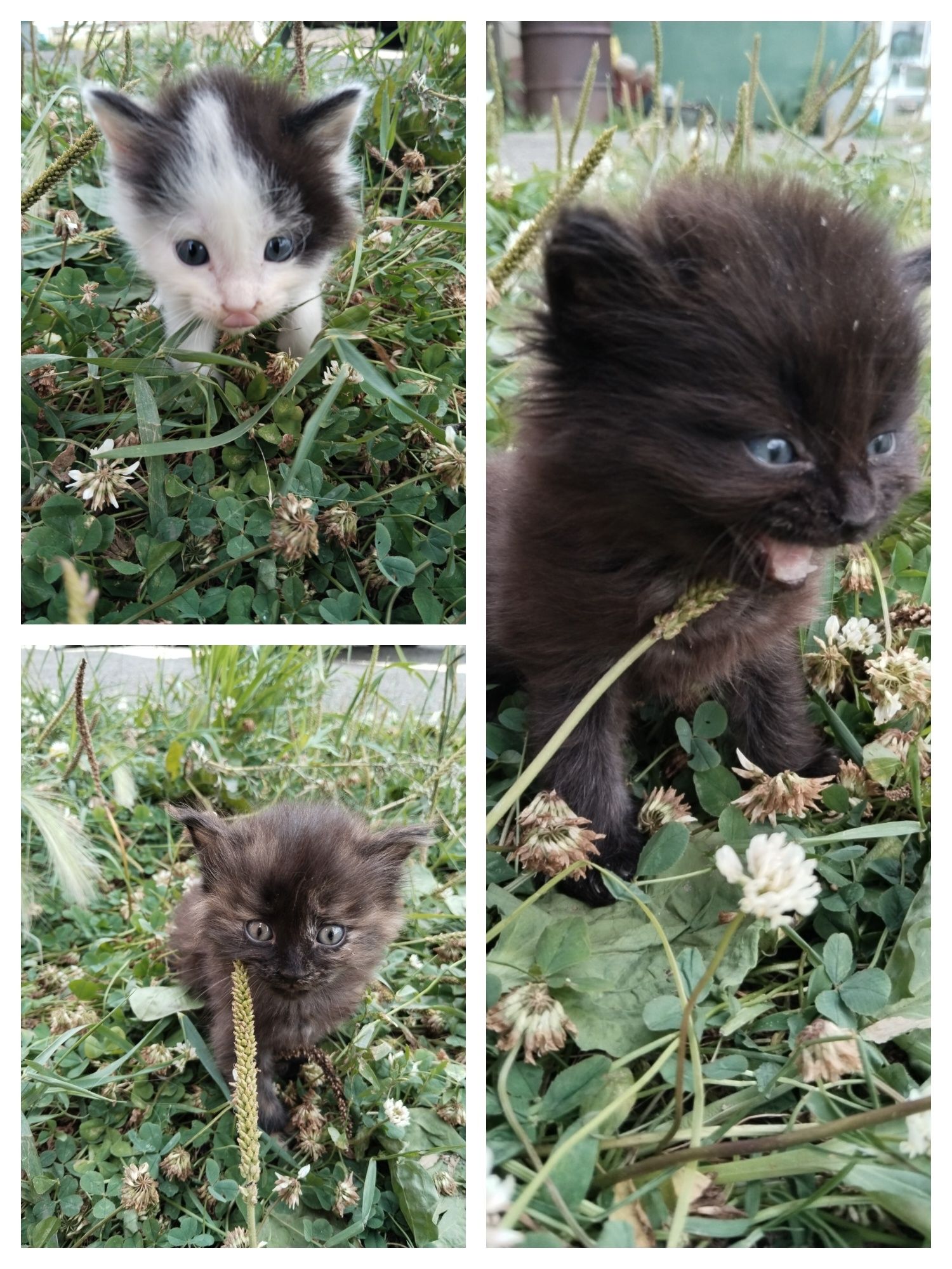 Котята: мальчики и девочки