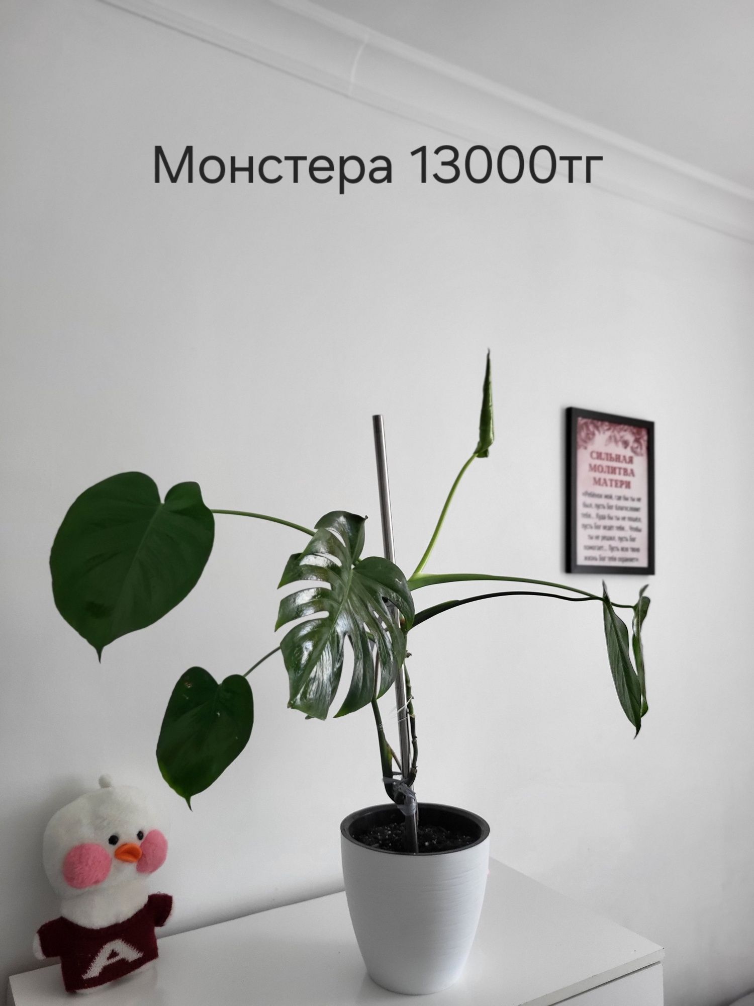 Продам цветы,все цены разные