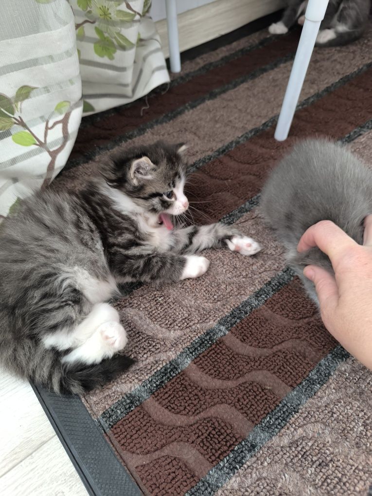 Отдам даром котят