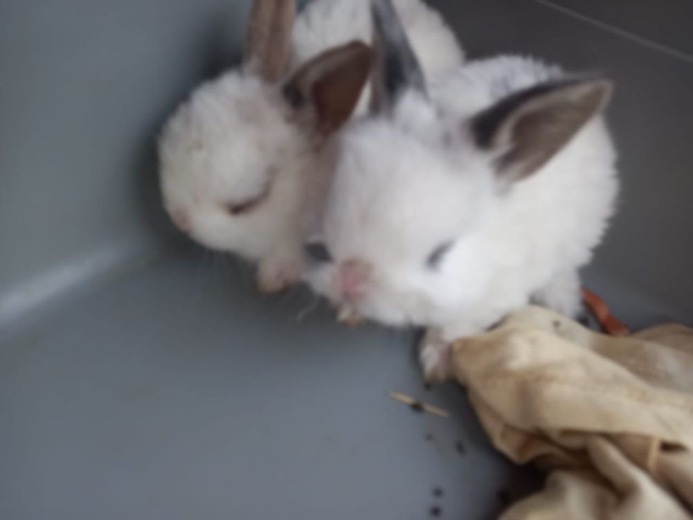 Продам декоративных крольчат.