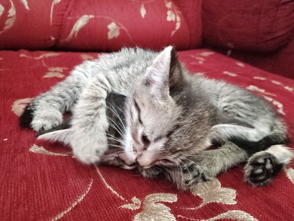Отдоем котят в добрые руки. 3 девочки и 1 мальчик