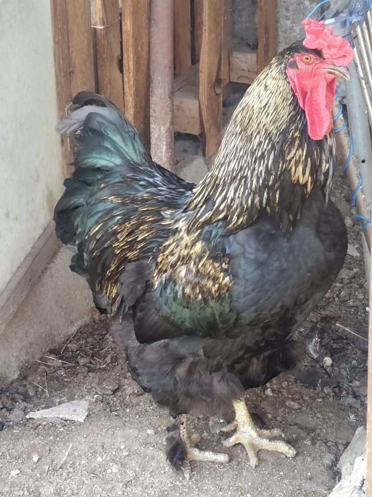Продам красивого петуха брама
