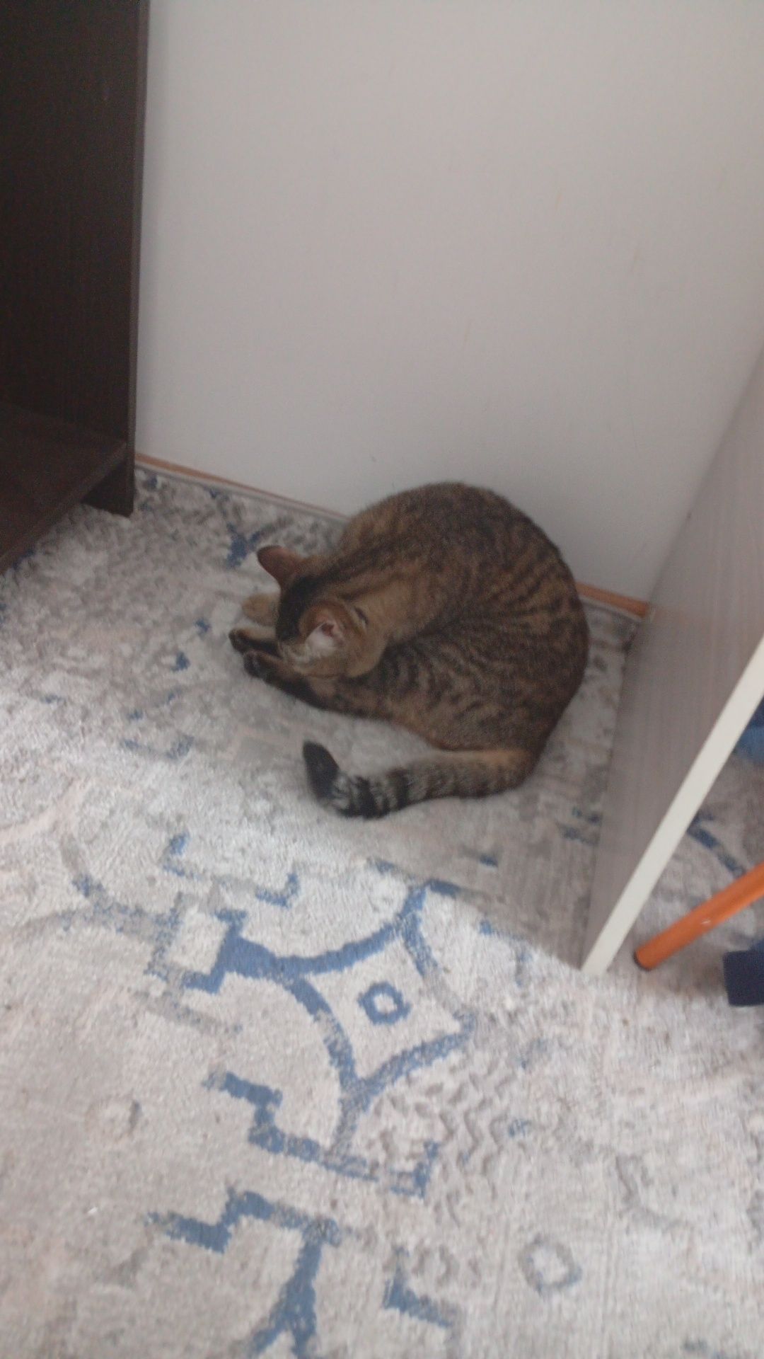 Кошка без породы отдаём только в хорошие руки
