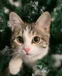 Котик ищет дом. В добрые руки