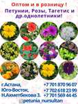 Петуния,бархатцы, розы,катарантус, целозия пион,сирень,хоста,атильба