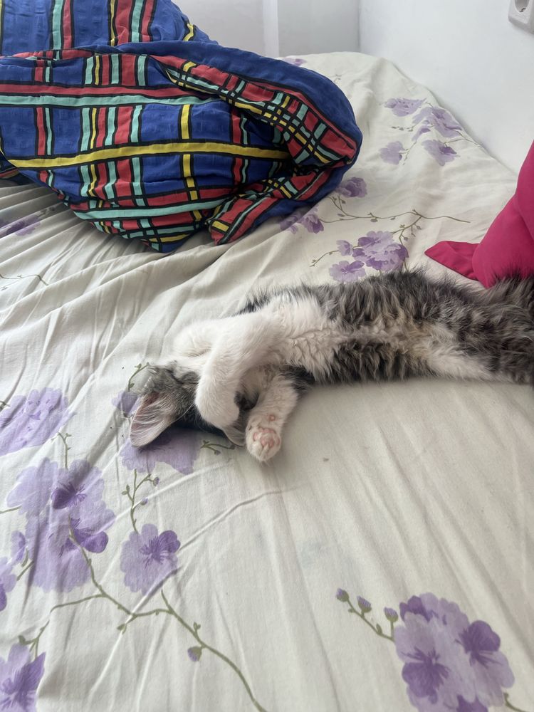 Котенок отдам в хорошие руки