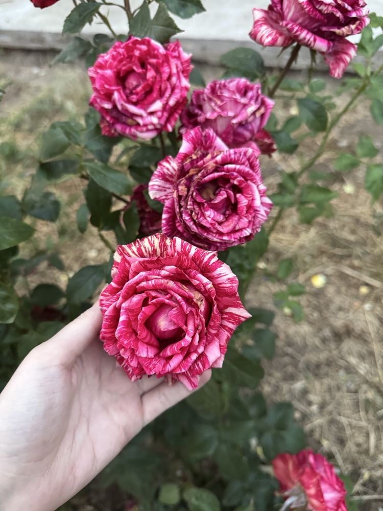 Розы кустовые недорого