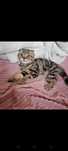 Шотландский котёнок