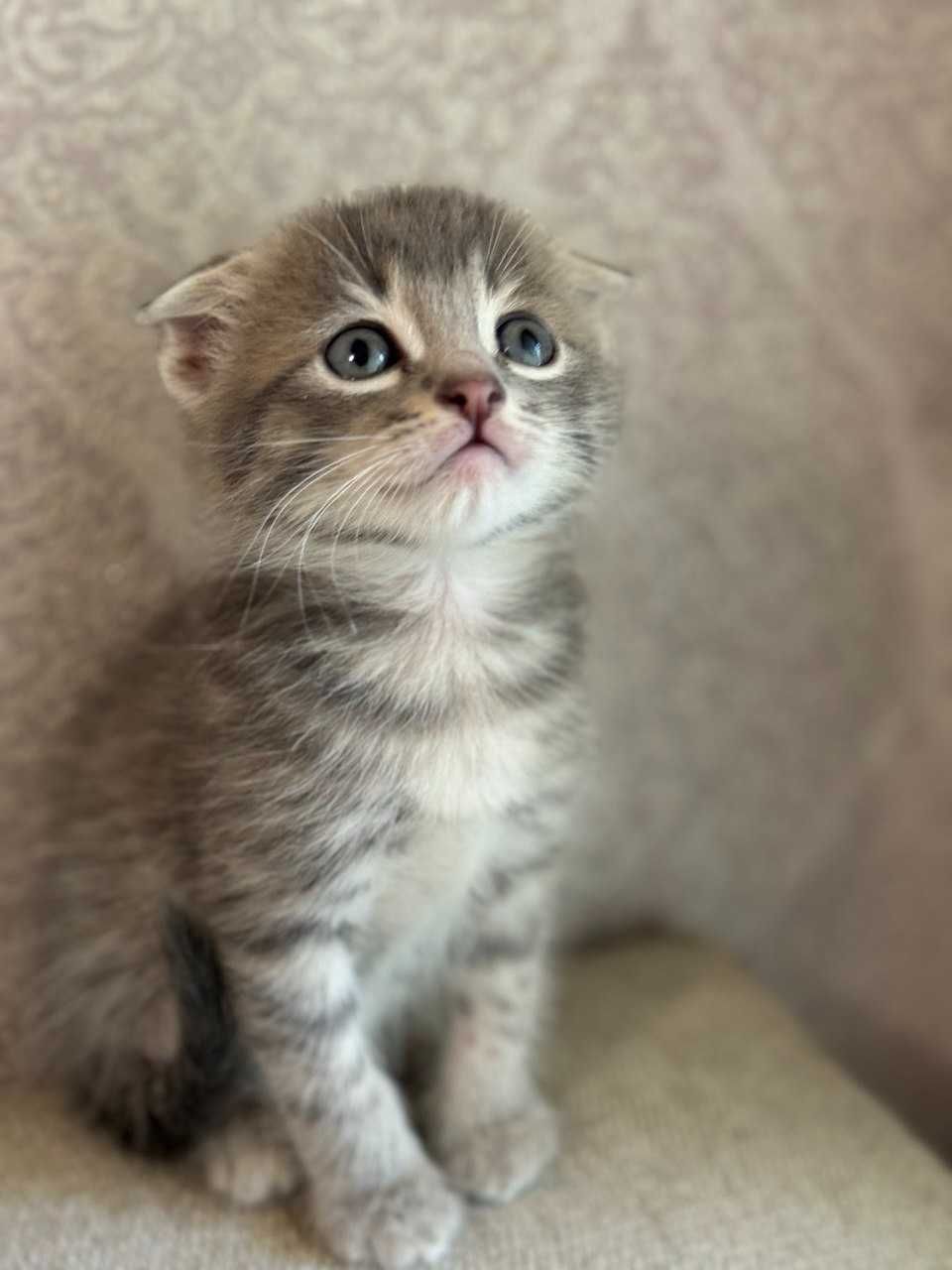 Отдам котенка в хорошие руки