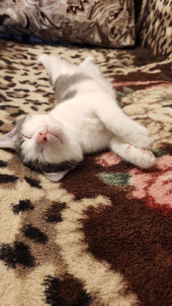 Котенок ищет семью 3-4мес