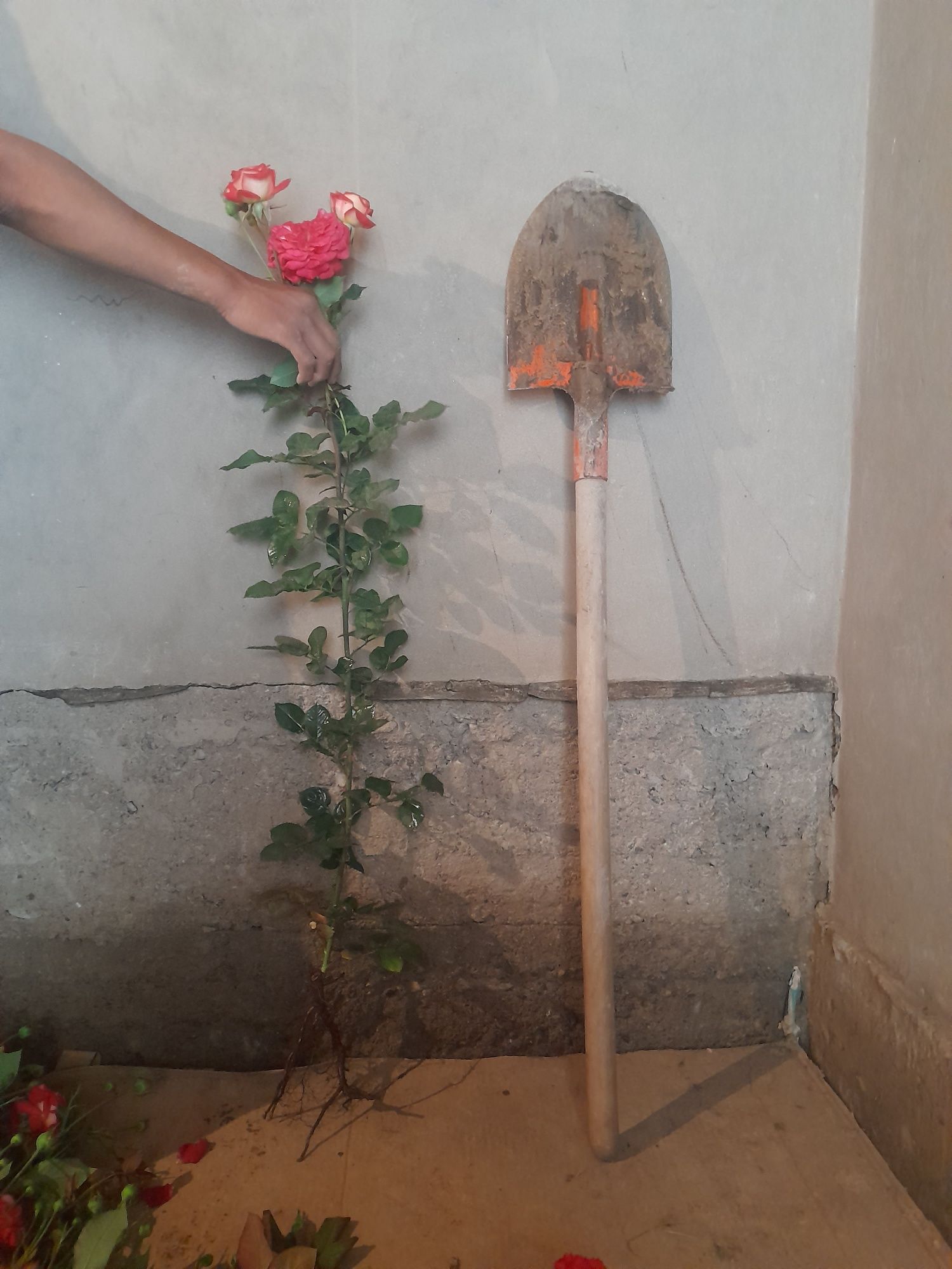 Англиские Розы и Голландские розы