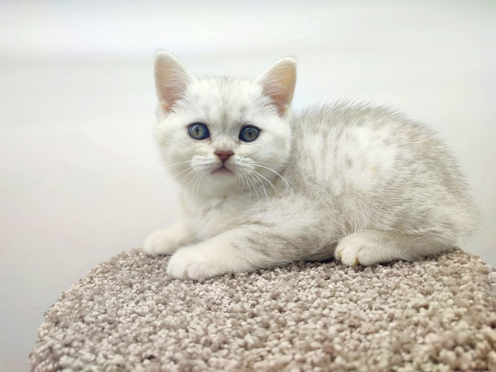Кошечки  и котики британские
