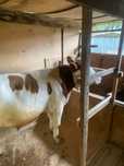 Продам домашних быков срочно