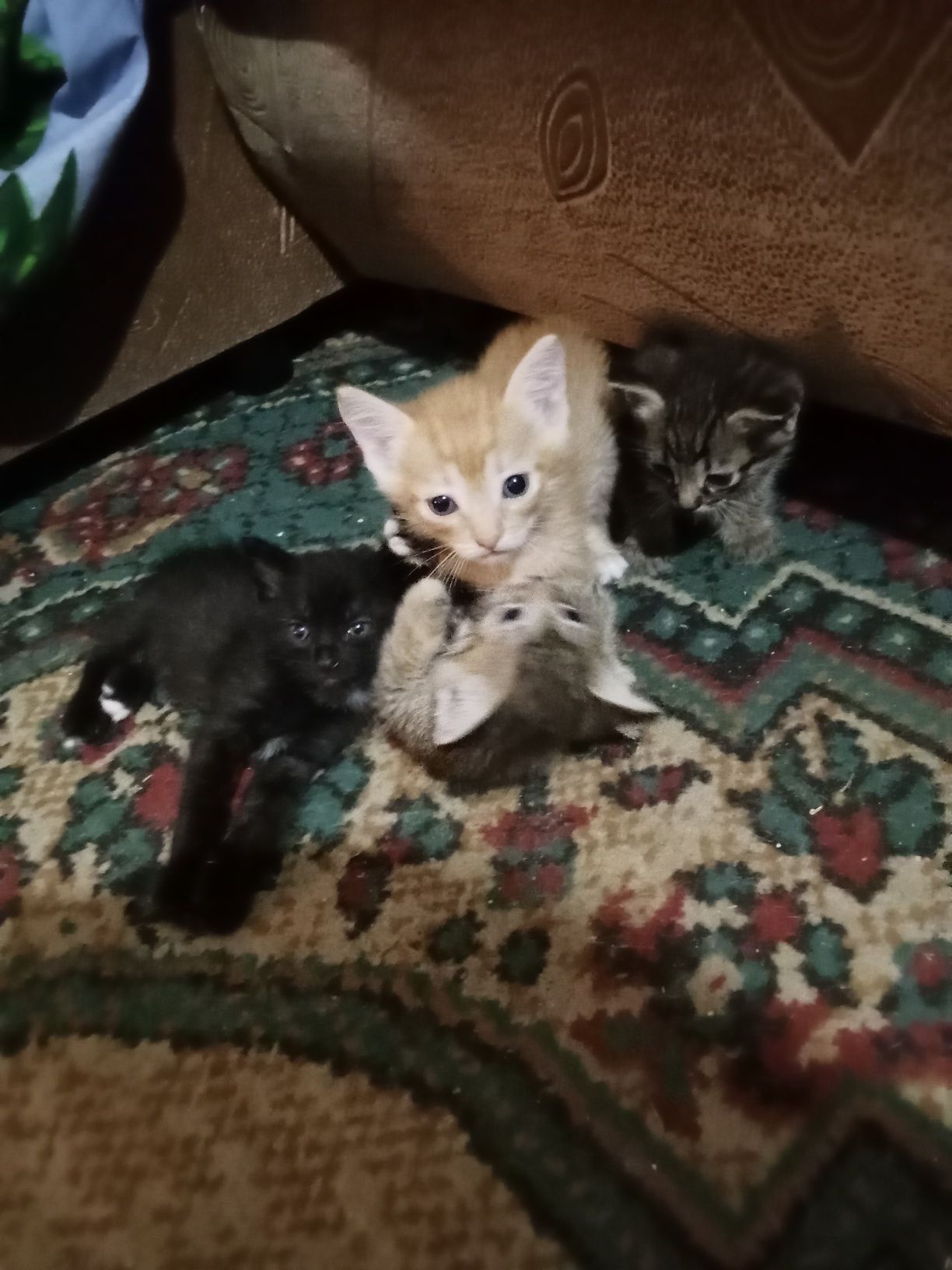 Отдам котят в хорошие руки