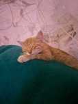 Котик Алматы алгабас