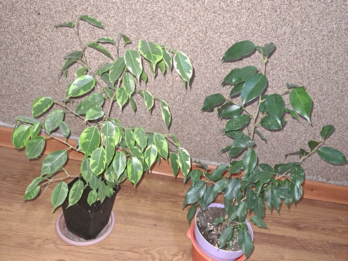 Неприхотливые растения продаю