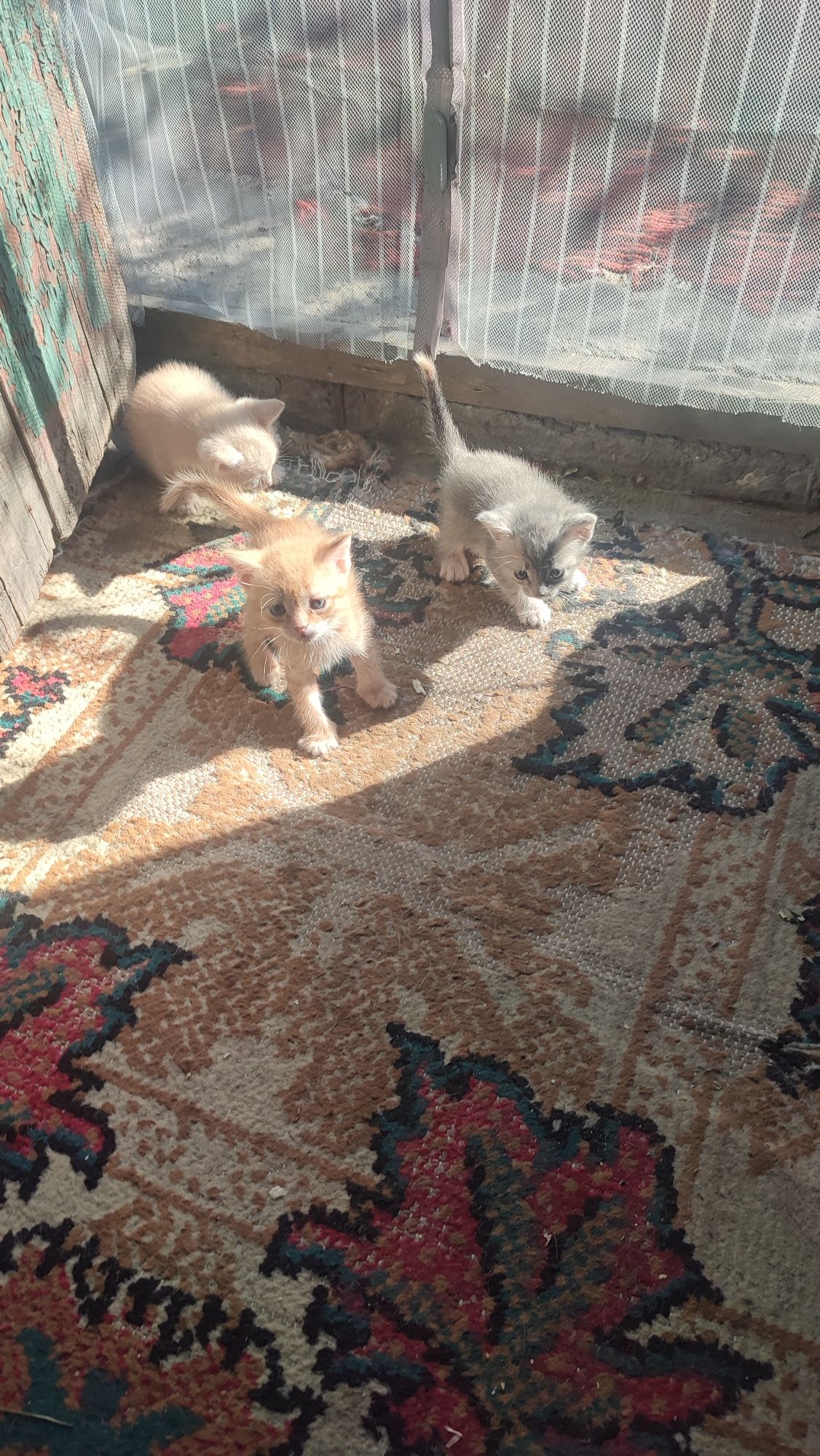 Котята даром пью молоко