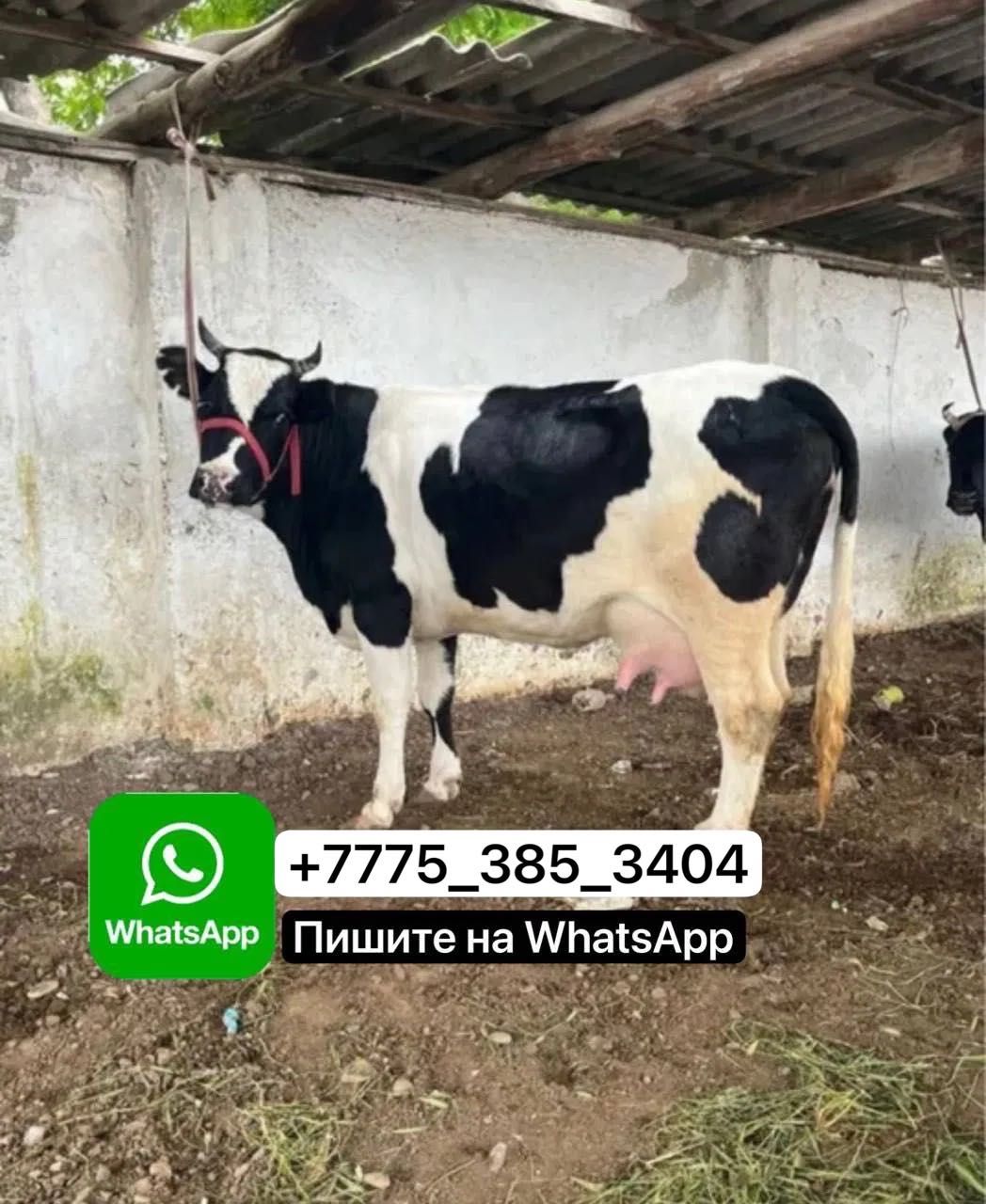 Продам корову молочную