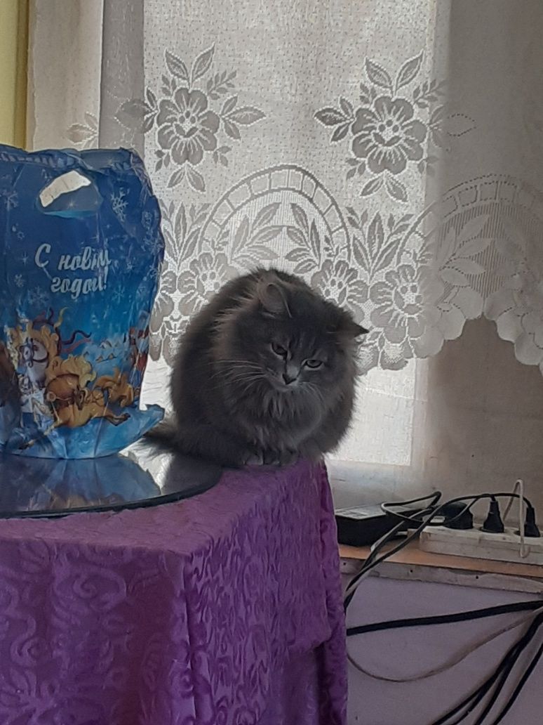 Отдам кошечку в добрые руки