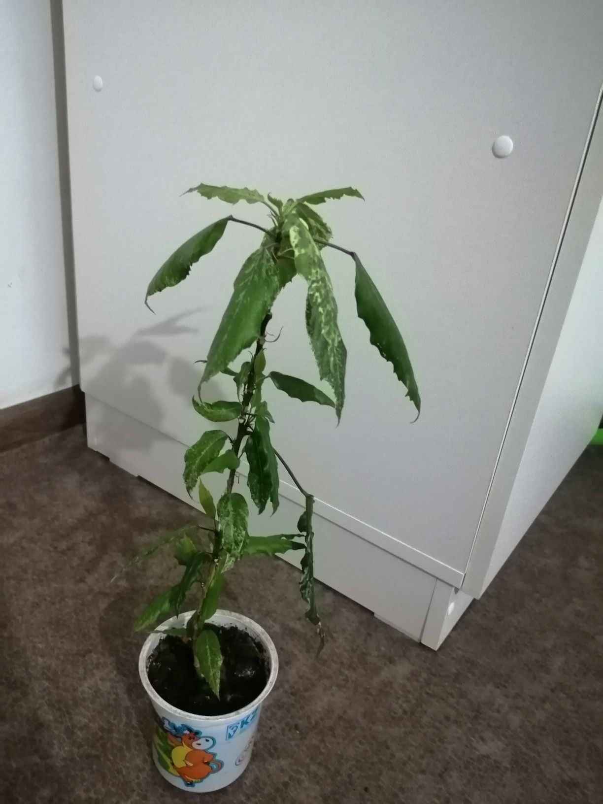 Продам цветы и стойку