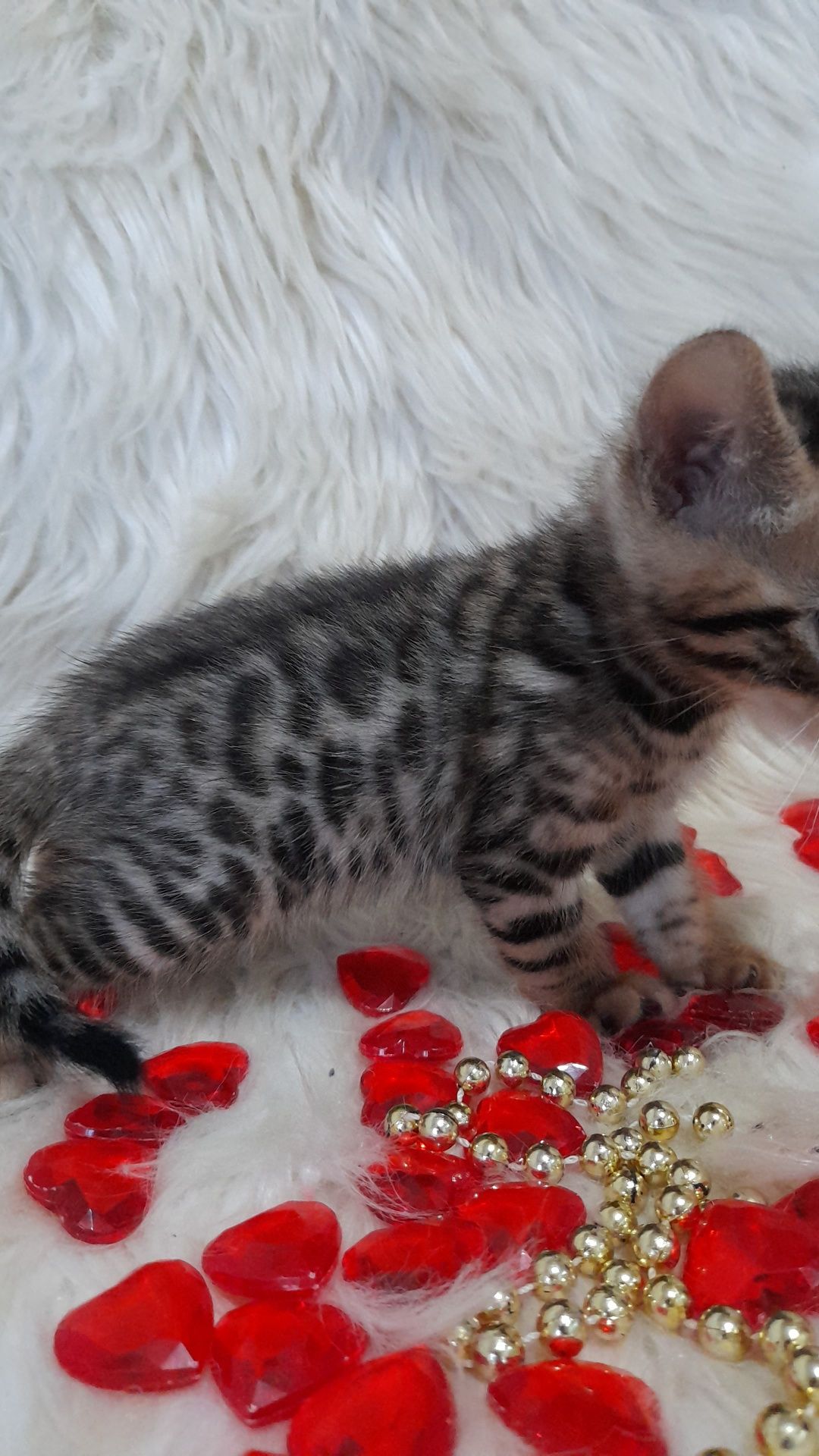 Продам бенгальских котят