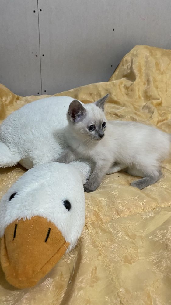 Отдам котят в добрые руки