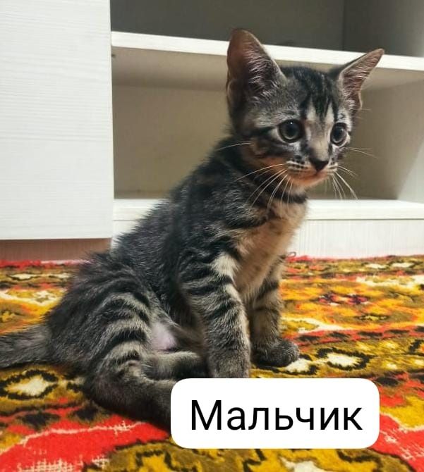 Котята в добрые руки