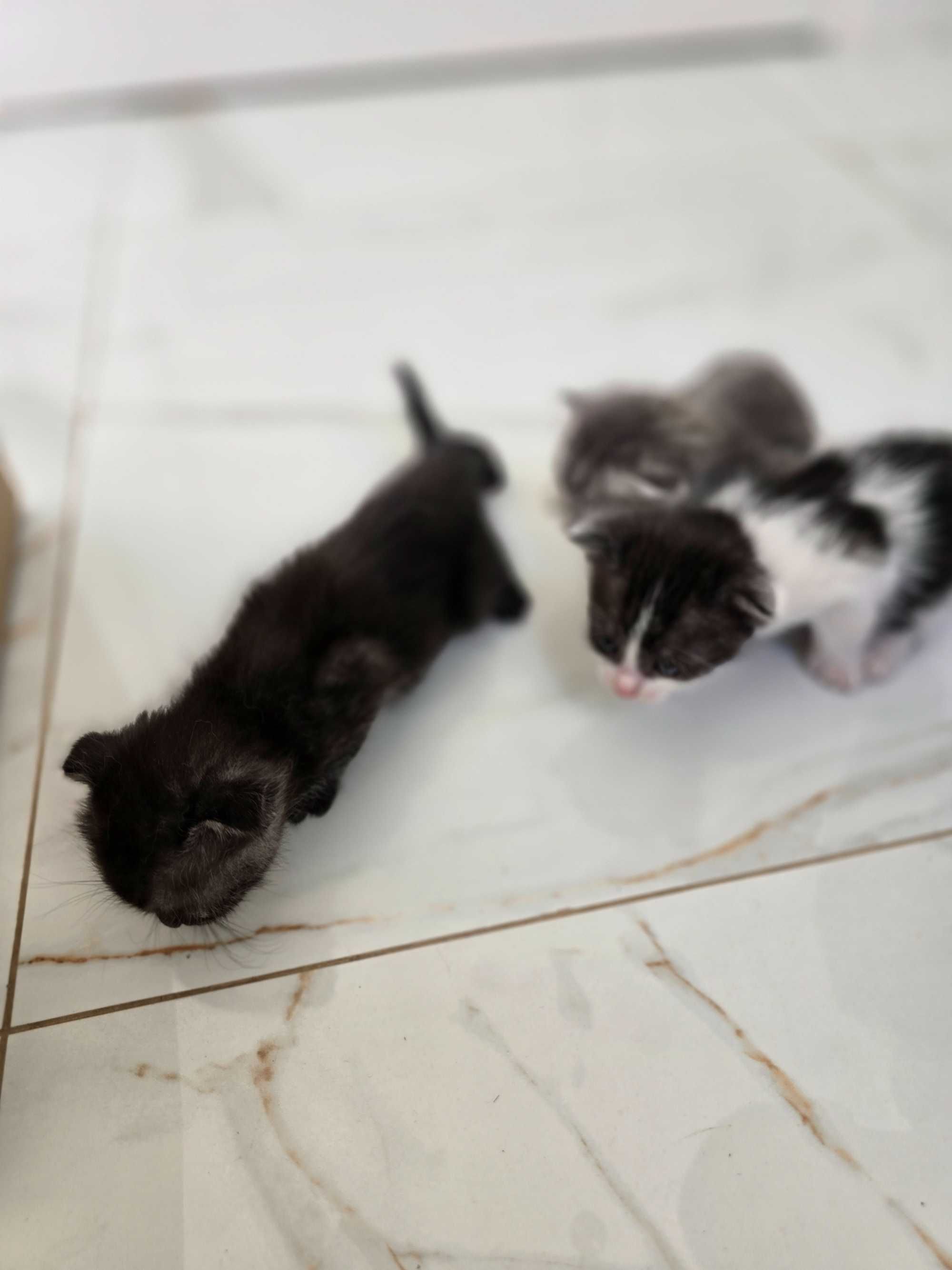 Отдам котят в добрые руки