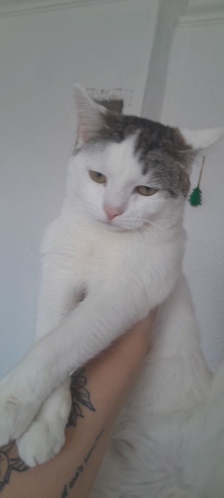 Срочно отдадим кошек и котиков.