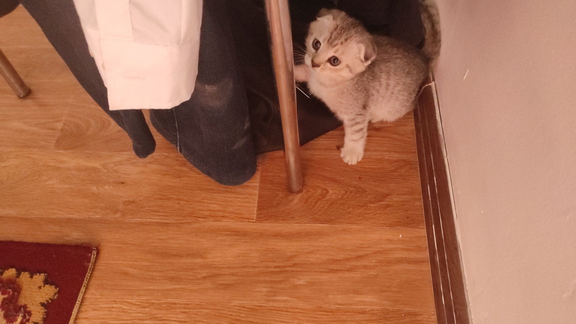 Кошка мысык Шотландски