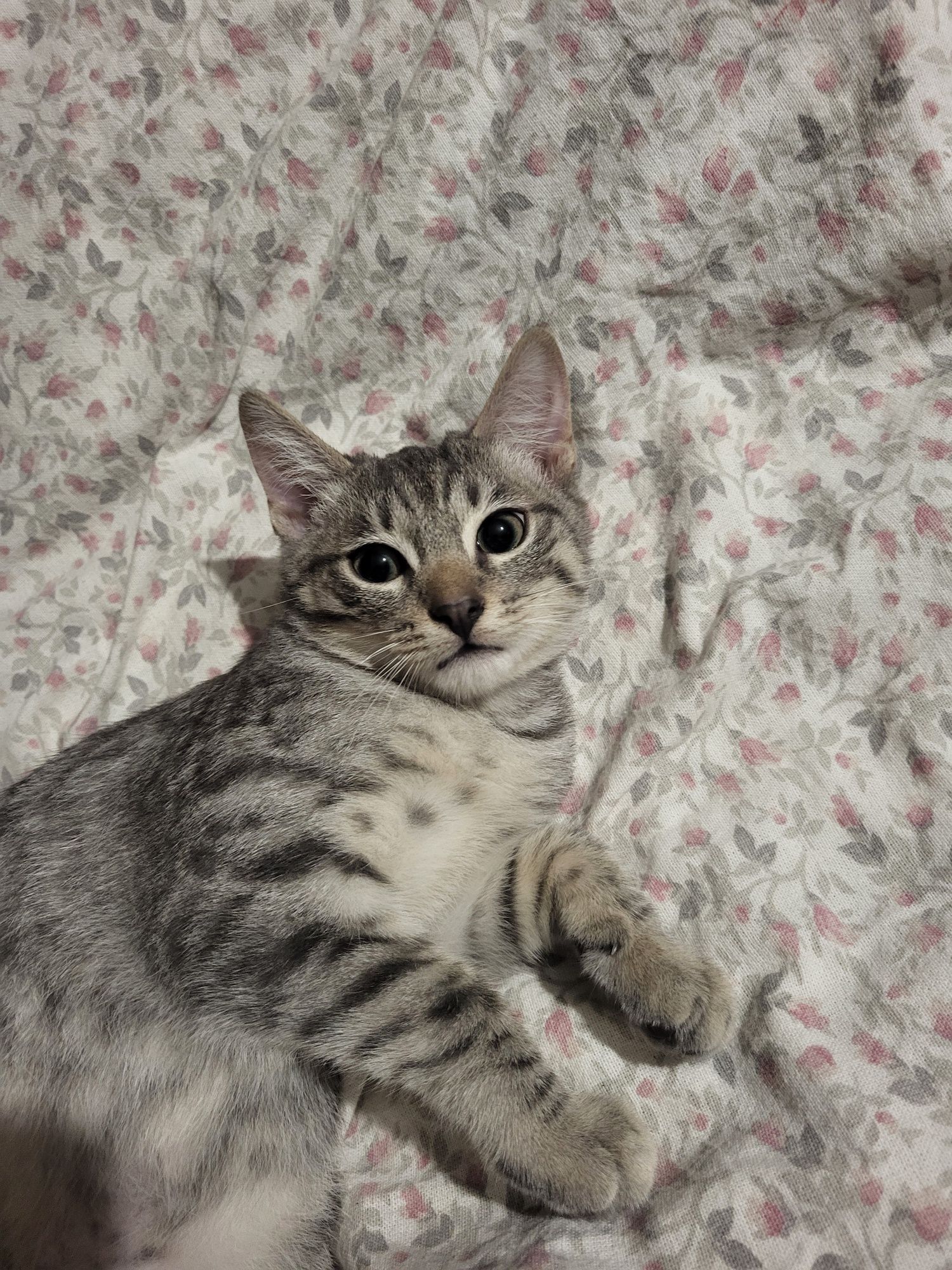 Отдам котят мальчиков