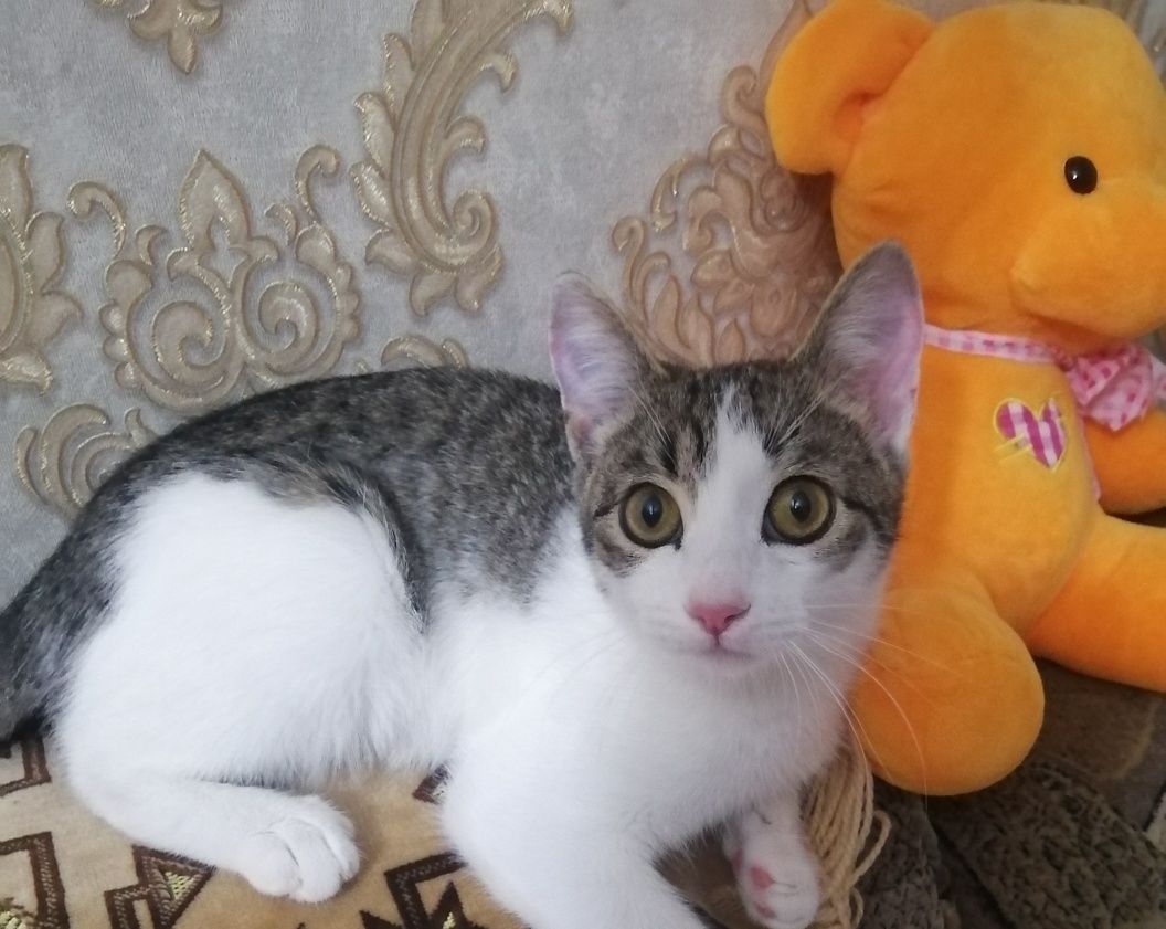 Кошка в самые ответственные и добрые руки