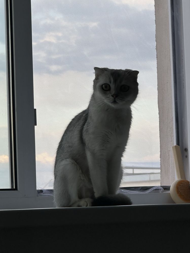 Отдам шотландскую шиншиллу