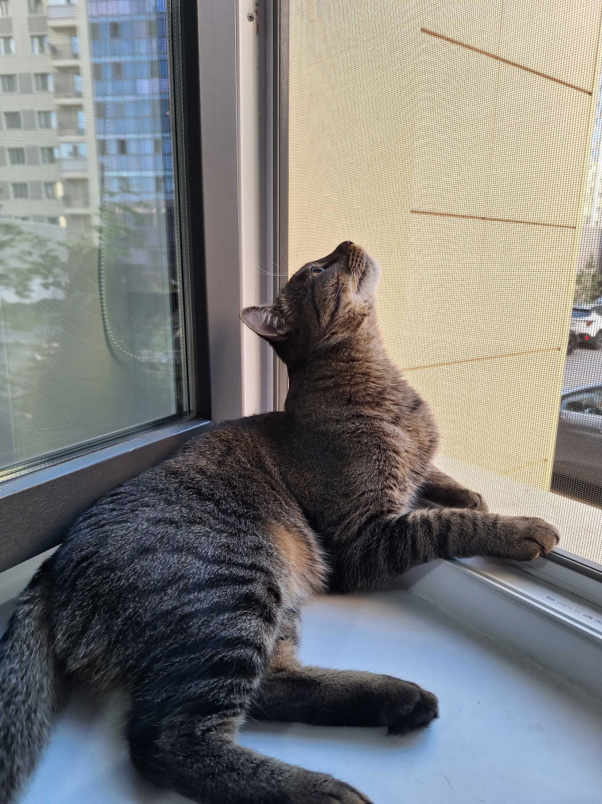 Кот годовалый домашний