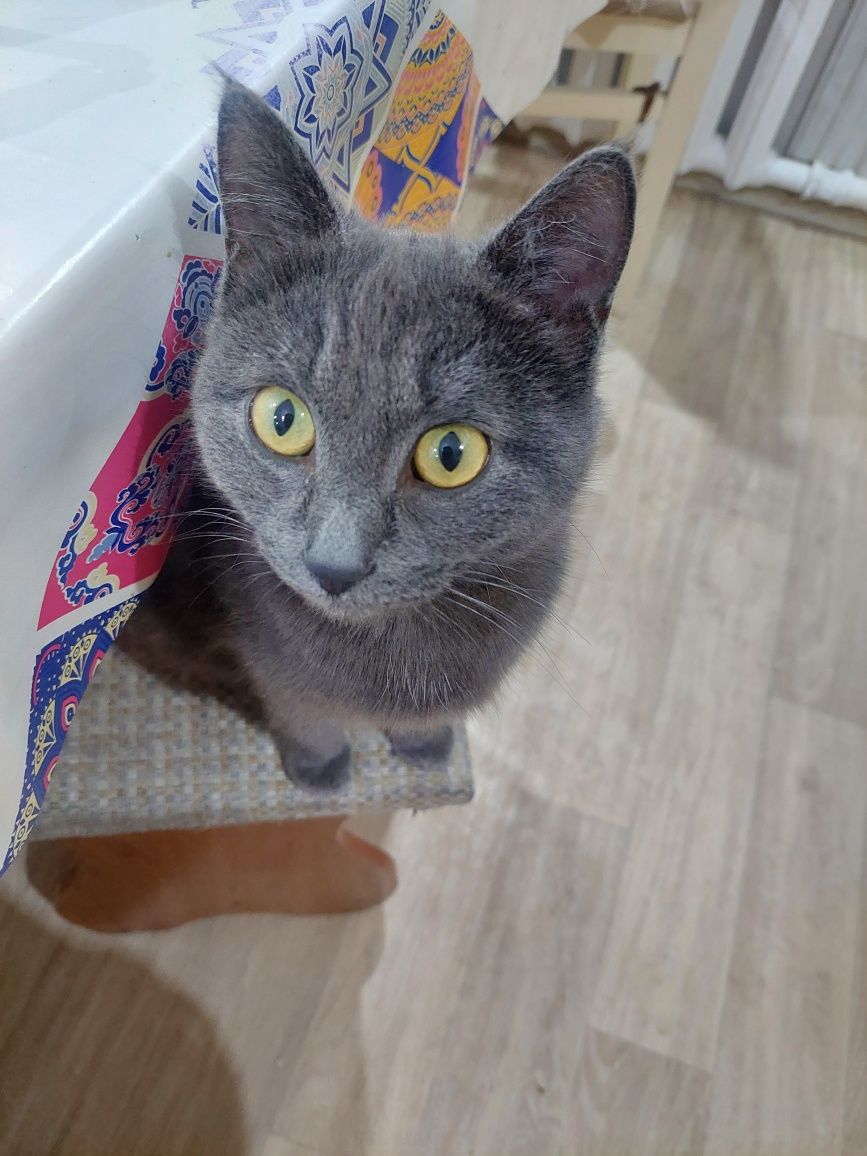 Отдаем в добрые руки котят