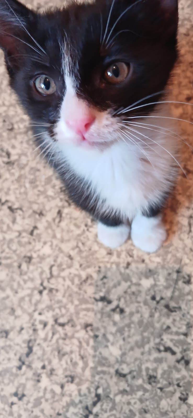 Котят в добрые руки отдадим
