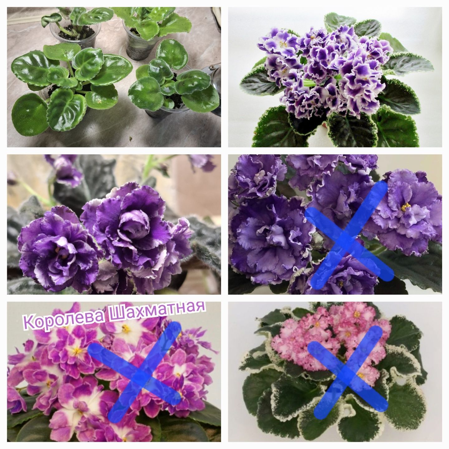 Комнатные растения