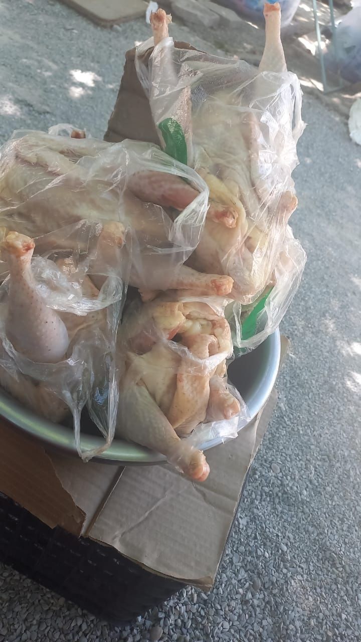Домашние куры 1 штука 2000т