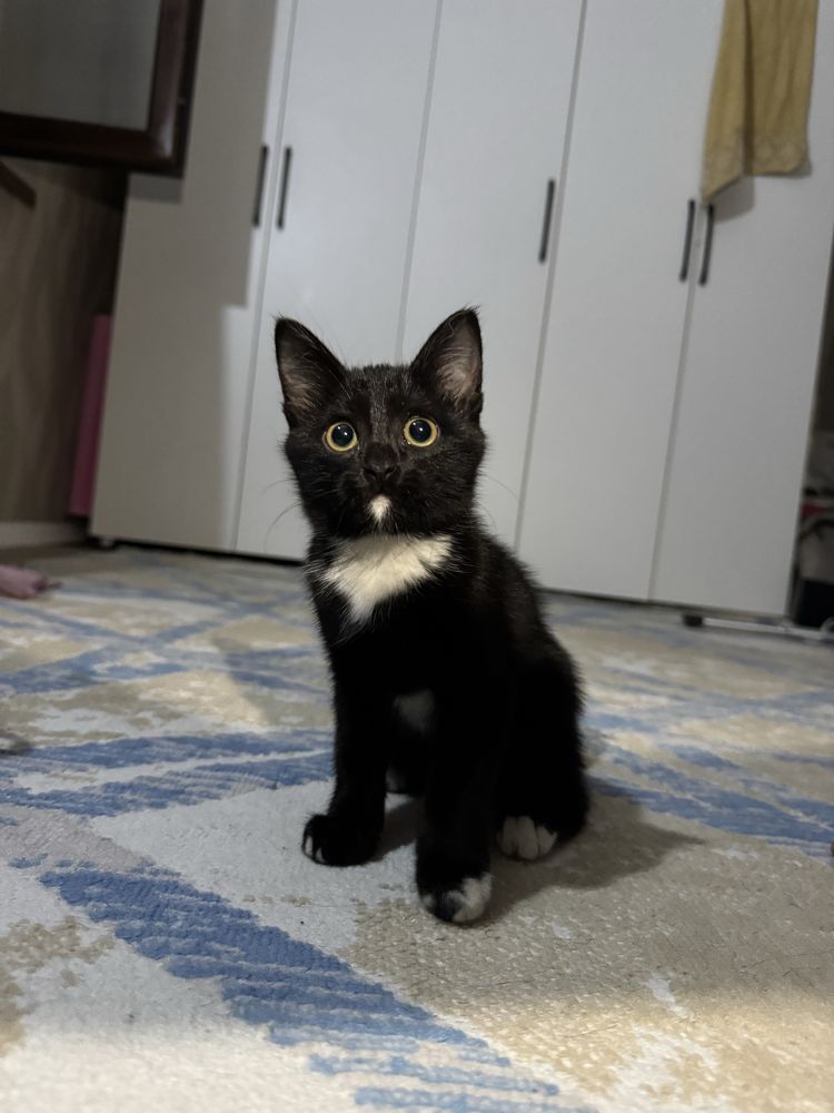 Котенок 2 месяца