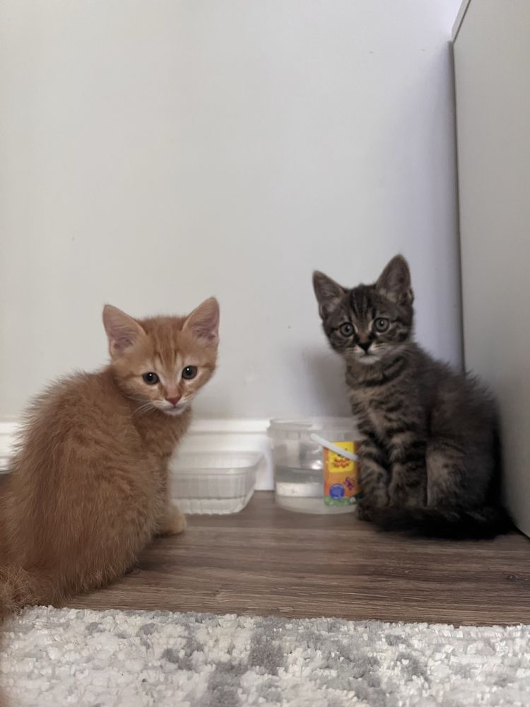 Котята в добрые руки