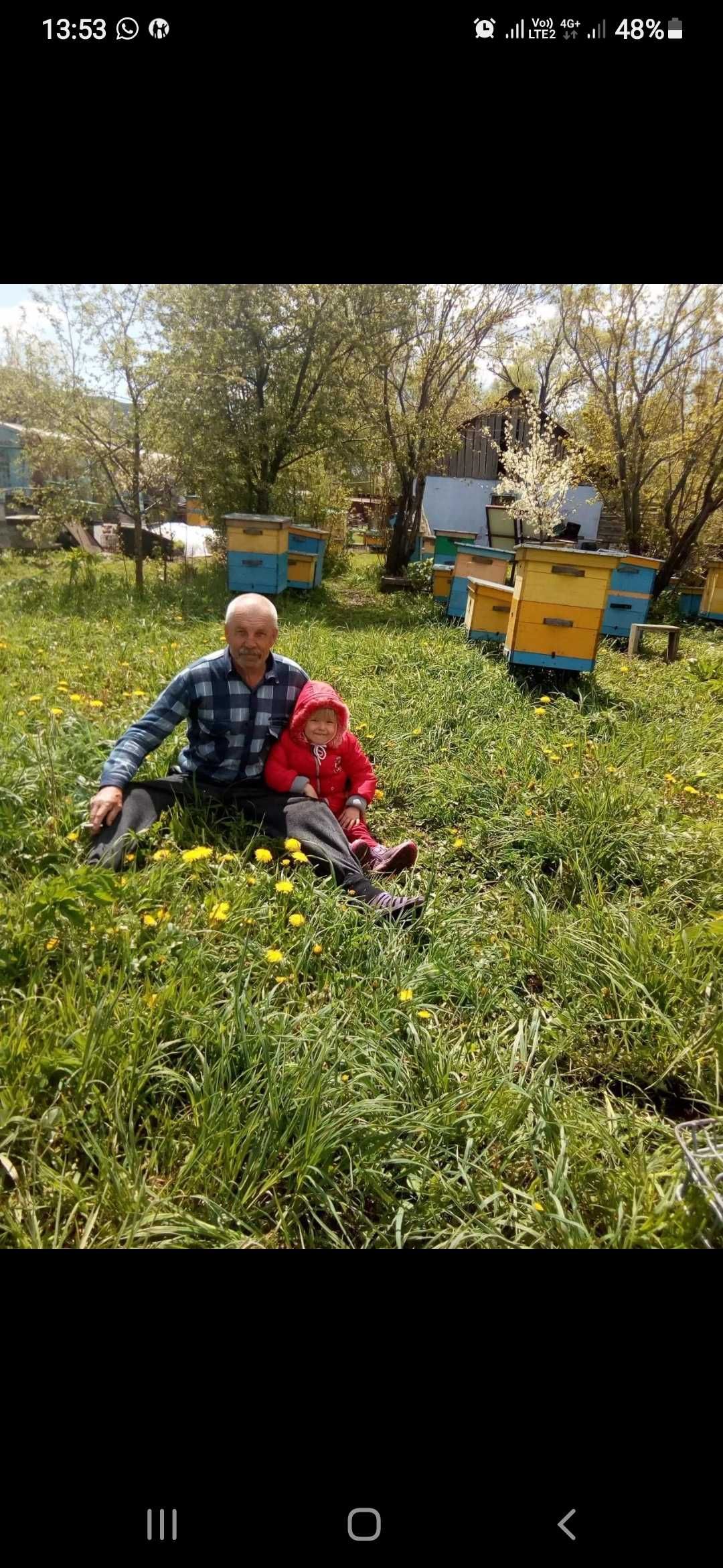 Продам пчело семьи